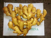 china fresh ginger with high quality