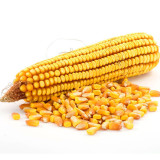 china yellow maize