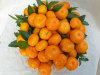 export new crop good quality china mandarin orange