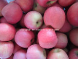 fresh fuji apple with competitive