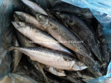 	frozen whole round scomber japonicus pacific mackerel