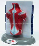 human muscle model plastic toys