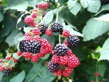  freezing organic blackberry