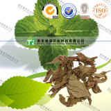 	natural and factory price eu standard mint leaf