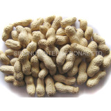 	new crop peanuts in shell