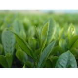 	pure green tea extract 